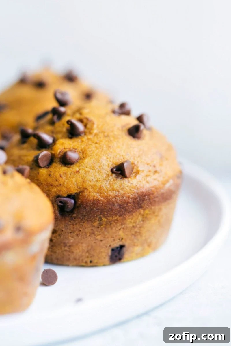 Pumpkin Muffins: Your Go-To Fall Breakfast or Snack Delicious pumpkin muffins baked with miniature chocolate chips both inside and sprinkled generously on top, making for a perfect fall breakfast or snack.